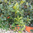 Cesmína obecná 'Nellie R. Stevens' - Ilex aquifolium 'Nellie R. Stevens'