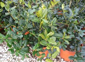 Cesmína obecná 'Nellie R. Stevens' - Ilex aquifolium 'Nellie R. Stevens'