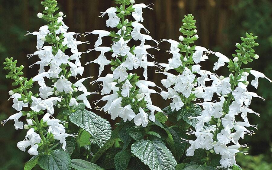 Šalvěj šarlatová 'Summer Jewel White' - Salvia coccinea 'Summer Jewel White'