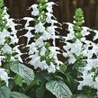 Šalvěj šarlatová 'Summer Jewel White' - Salvia coccinea 'Summer Jewel White'