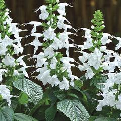 Šalvěj šarlatová 'Summer Jewel White' - Salvia coccinea 'Summer Jewel White'