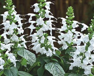 Šalvěj šarlatová 'Summer Jewel White'