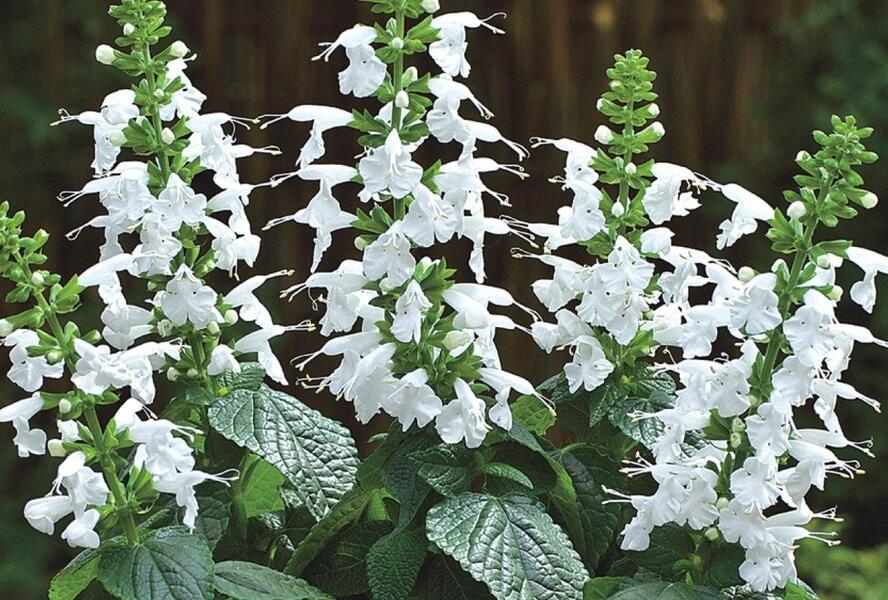 Šalvěj šarlatová 'Summer Jewel White' - Salvia coccinea 'Summer Jewel White'