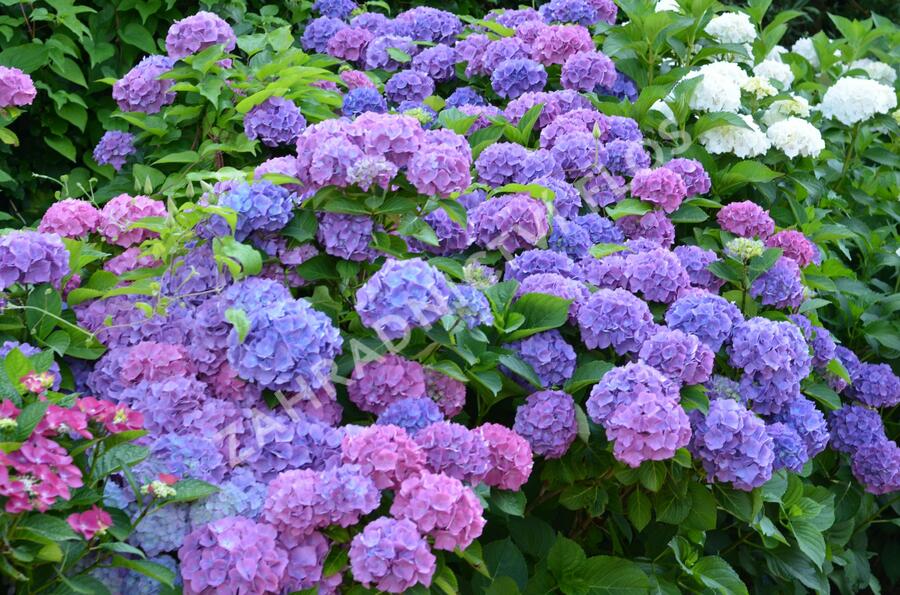 Hortenzie velkolistá 'Blauer Prinz' - Hydrangea macrophylla 'Blauer Prinz'