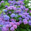 Hortenzie velkolistá 'Blauer Prinz' - Hydrangea macrophylla 'Blauer Prinz'