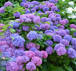 Hortenzie velkolistá 'Blauer Prinz' - Hydrangea macrophylla 'Blauer Prinz'