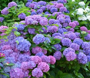 Hortenzie velkolistá 'Blauer Prinz' - Hydrangea macrophylla 'Blauer Prinz'