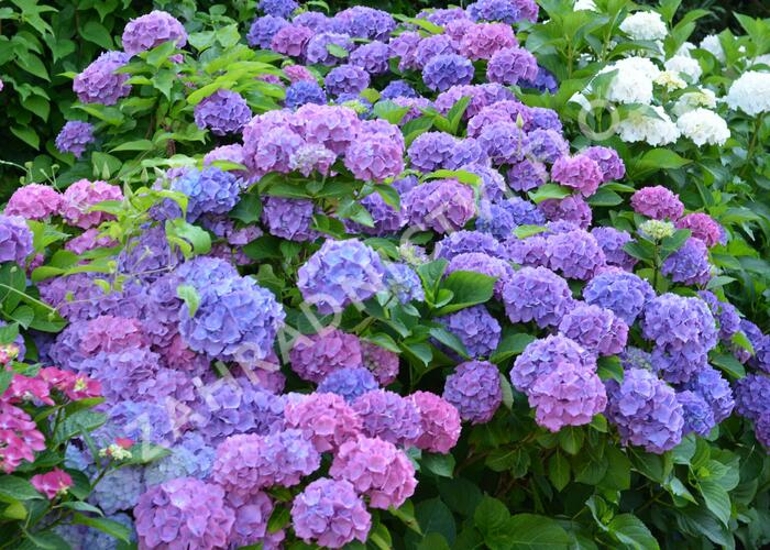 Hortenzie velkolistá 'Blauer Prinz' - Hydrangea macrophylla 'Blauer Prinz'