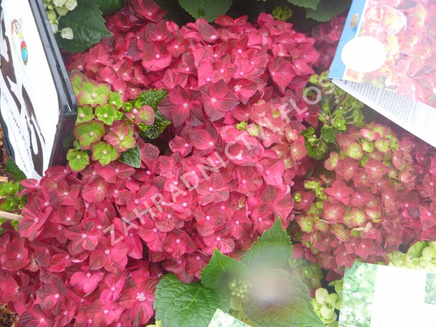 Hortenzie velkolistá 'Glowing Embers' - Hydrangea macrophylla 'Glowing Embers'