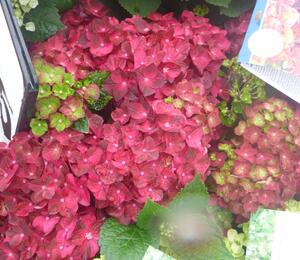 Hortenzie velkolistá 'Glowing Embers' - Hydrangea macrophylla 'Glowing Embers'