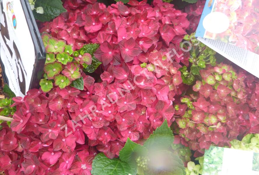 Hortenzie velkolistá 'Glowing Embers' - Hydrangea macrophylla 'Glowing Embers'