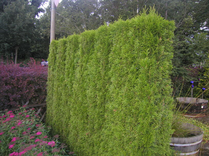 Zahradnictvi-flos.cz: Zerav západní Smaragd - předpěstovaný živý plot - Thuja occidentalis Smaragd - předpěstovaný živý plot, Papírový box výška 200, délka 100, šířka 4