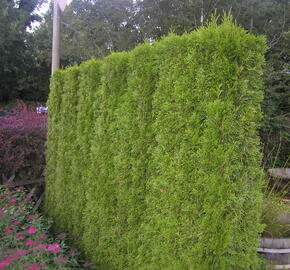 Zerav západní 'Smaragd' - předpěstovaný živý plot - Thuja occidentalis 'Smaragd' - předpěstovaný živý plot