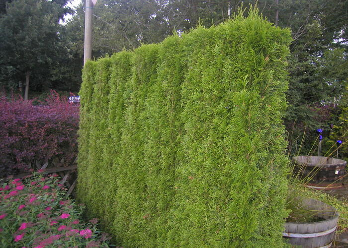 Zerav západní 'Smaragd' - předpěstovaný živý plot - Thuja occidentalis 'Smaragd' - předpěstovaný živý plot
