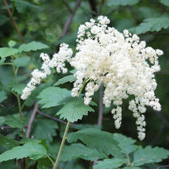 Celoterčník různobarvý - Holodiscus discolor