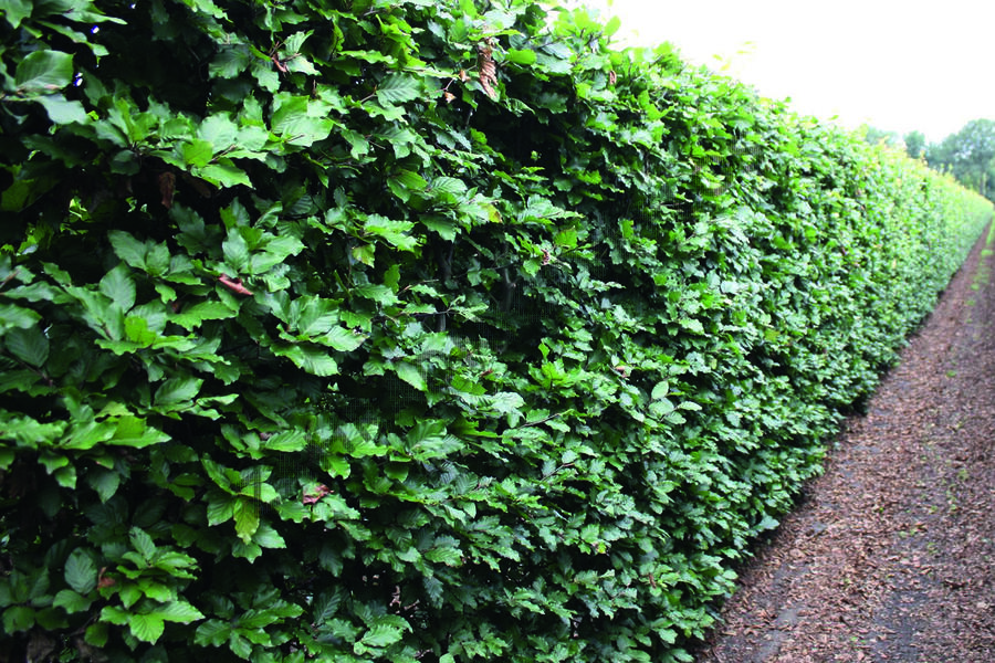 Buk lesní - předpěstovaný živý plot - Fagus sylvatica - předpěstovaný živý plot