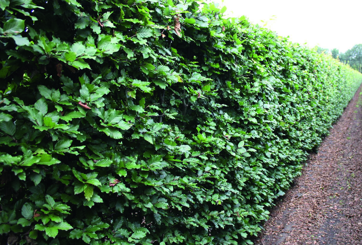 Buk lesní - předpěstovaný živý plot - Fagus sylvatica - předpěstovaný živý plot