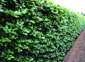 Buk lesní - předpěstovaný živý plot - Fagus sylvatica - předpěstovaný živý plot
