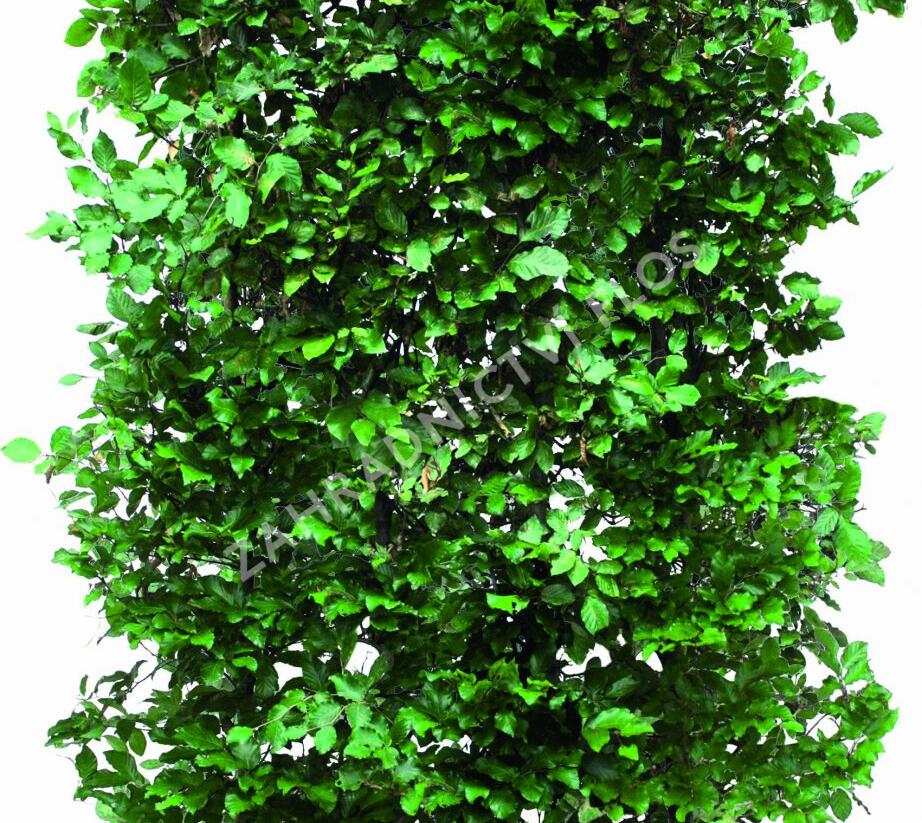 Buk lesní - předpěstovaný živý plot - Fagus sylvatica - předpěstovaný živý plot