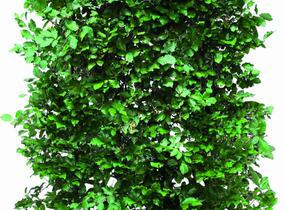 Buk lesní - předpěstovaný živý plot - Fagus sylvatica - předpěstovaný živý plot