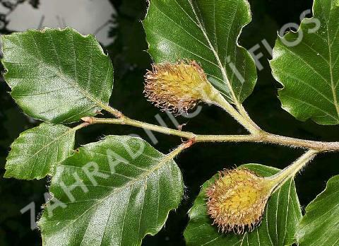 Buk lesní - předpěstovaný živý plot - Fagus sylvatica - předpěstovaný živý plot