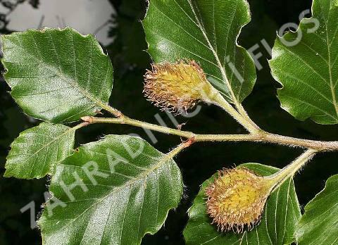 Buk lesní - předpěstovaný živý plot - Fagus sylvatica - předpěstovaný živý plot