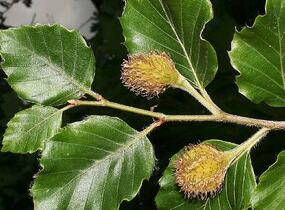 Buk lesní - předpěstovaný živý plot - Fagus sylvatica - předpěstovaný živý plot