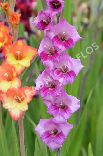 Mečík fialový - Gladiolus fialový