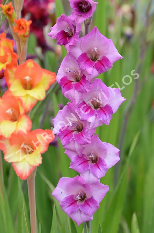 Mečík fialový - Gladiolus fialový