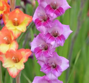 Mečík fialový - Gladiolus fialový