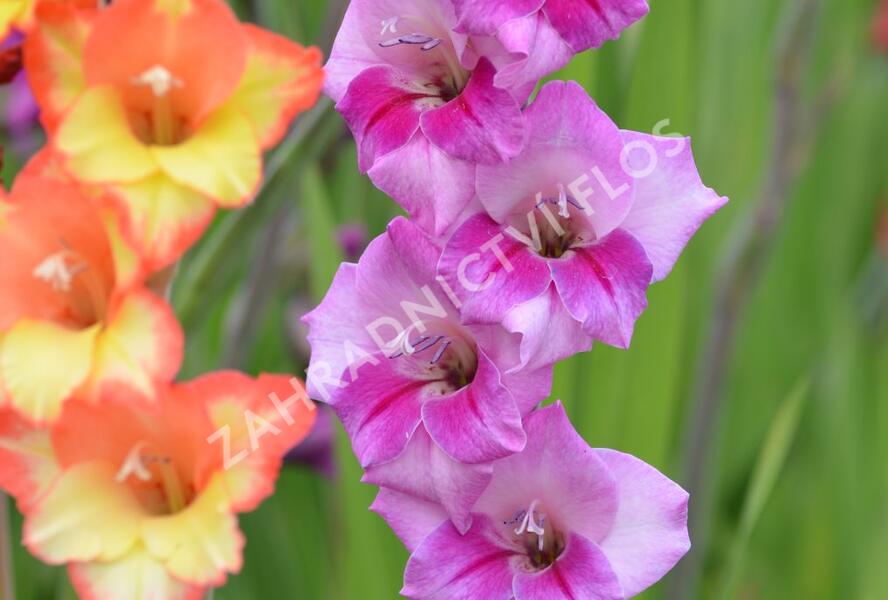 Mečík fialový - Gladiolus fialový