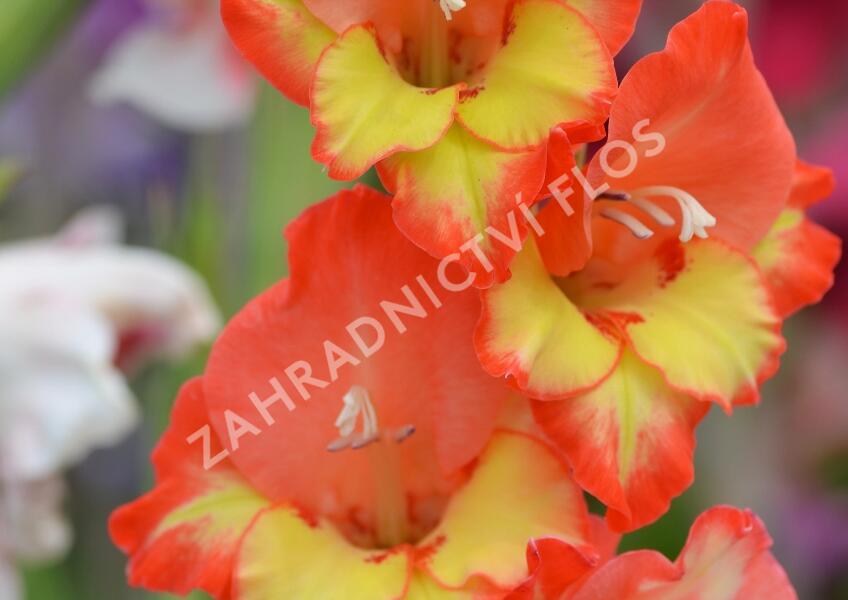 Mečík červenožlutý - Gladiolus červenožlutý