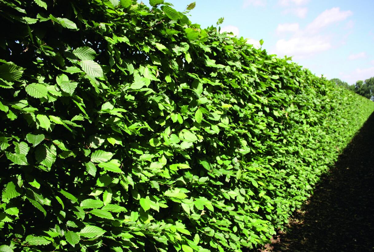 Habr obecný - předpěstovaný živý plot - Carpinus betulus - předpěstovaný živý plot