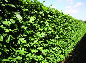 Habr obecný - předpěstovaný živý plot - Carpinus betulus - předpěstovaný živý plot