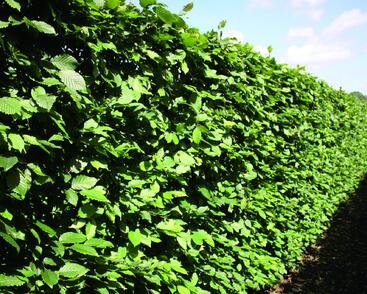 Habr obecný - předpěstovaný živý plot