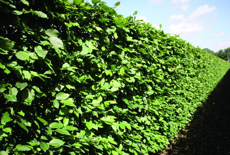 Habr obecný - předpěstovaný živý plot - Carpinus betulus - předpěstovaný živý plot