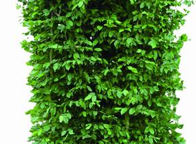 Habr obecný - předpěstovaný živý plot - Carpinus betulus - předpěstovaný živý plot