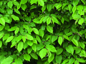 Habr obecný - předpěstovaný živý plot - Carpinus betulus - předpěstovaný živý plot