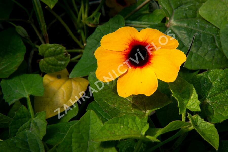 Smatavka, thunbergie křídlatá 'Terracota' - Thunbergia alata 'Terracota'