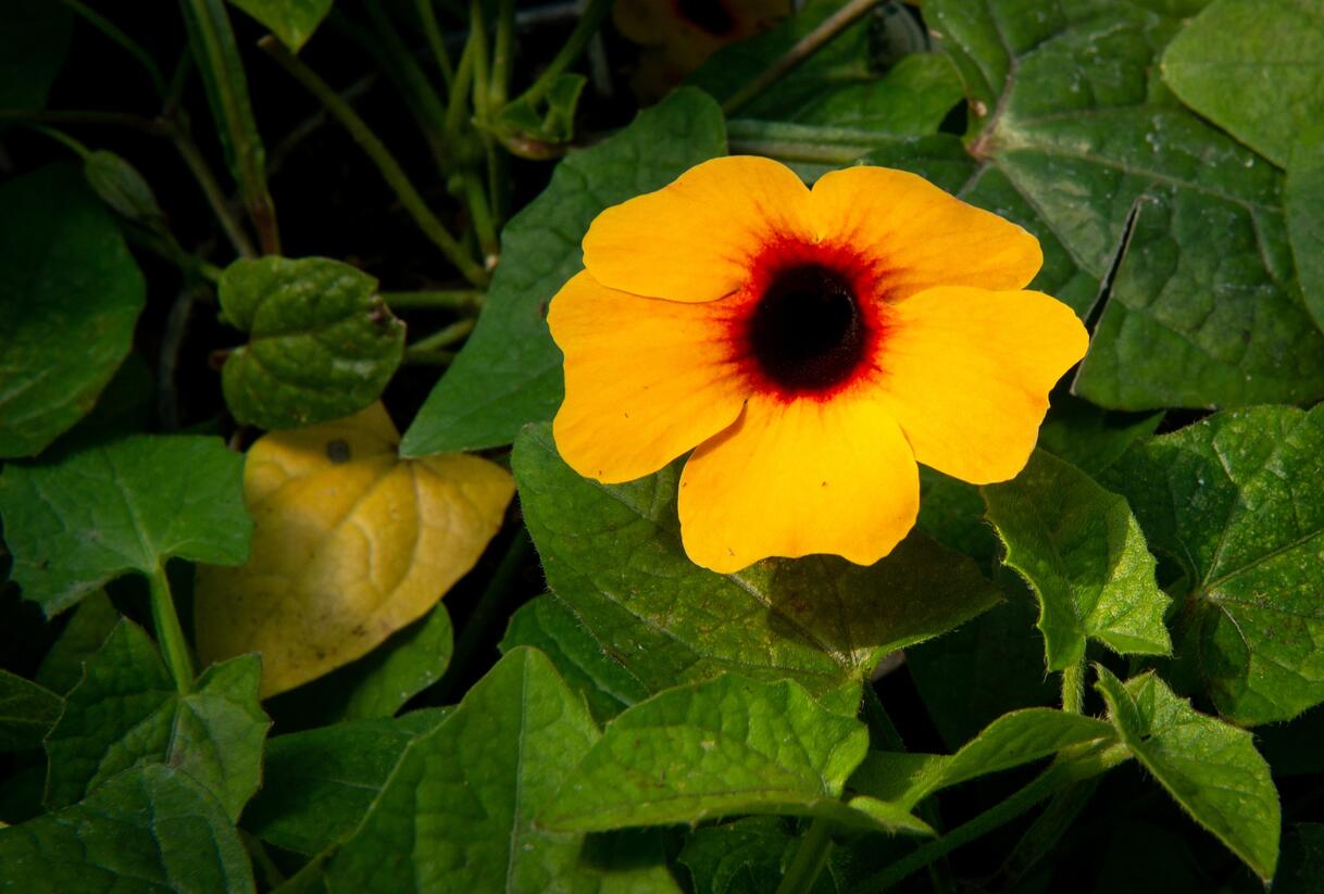 Smatavka, thunbergie křídlatá 'Terracota' - Thunbergia alata 'Terracota'