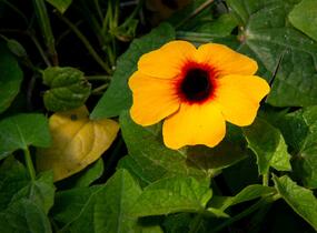 Smatavka, thunbergie křídlatá 'Terracota' - Thunbergia alata 'Terracota'