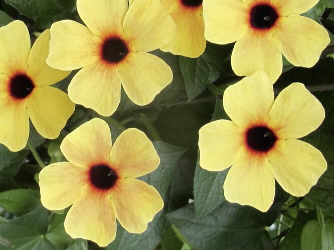 Smatavka, thunbergie křídlatá 'Terracota' - Thunbergia alata 'Terracota'