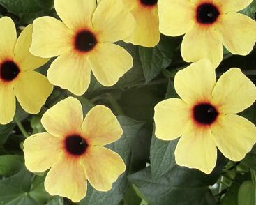 Smatavka, thunbergie křídlatá 'Terracota'