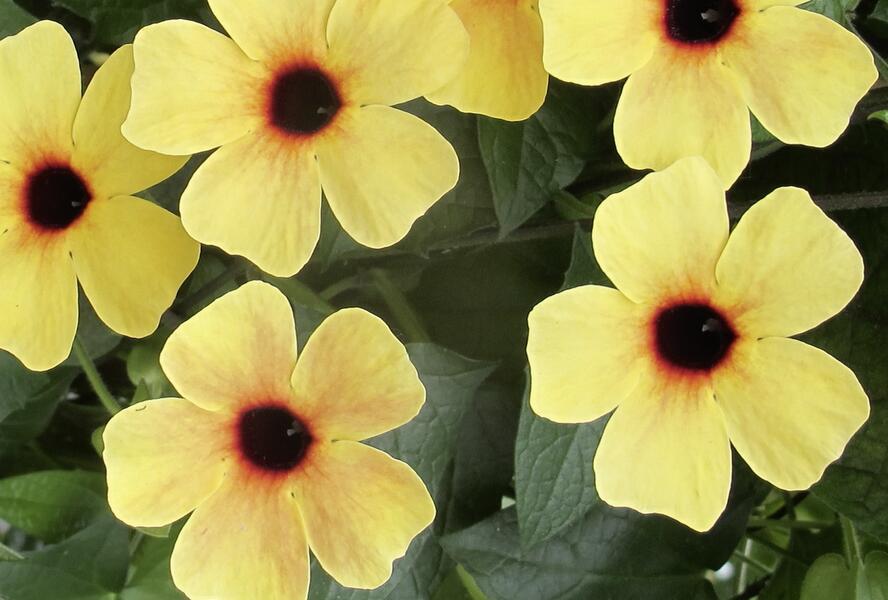 Smatavka, thunbergie křídlatá 'Terracota' - Thunbergia alata 'Terracota'