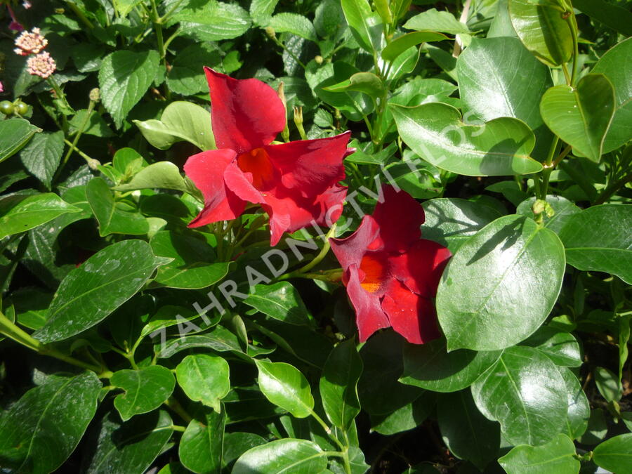 Diplandénie 'Sundaville Classic Red' - Mandevilla sanderi 'Sundaville Classic Red'