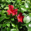 Diplandénie 'Sundaville Classic Red' - Mandevilla sanderi 'Sundaville Classic Red'