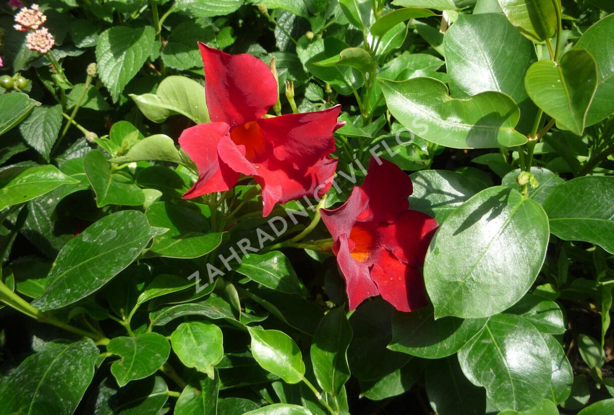 Diplandénie 'Sundaville Classic Red' - Mandevilla sanderi 'Sundaville Classic Red'