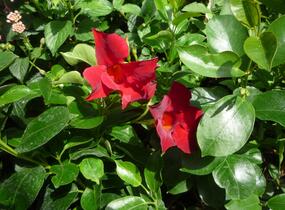 Diplandénie 'Sundaville Classic Red' - Mandevilla sanderi 'Sundaville Classic Red'