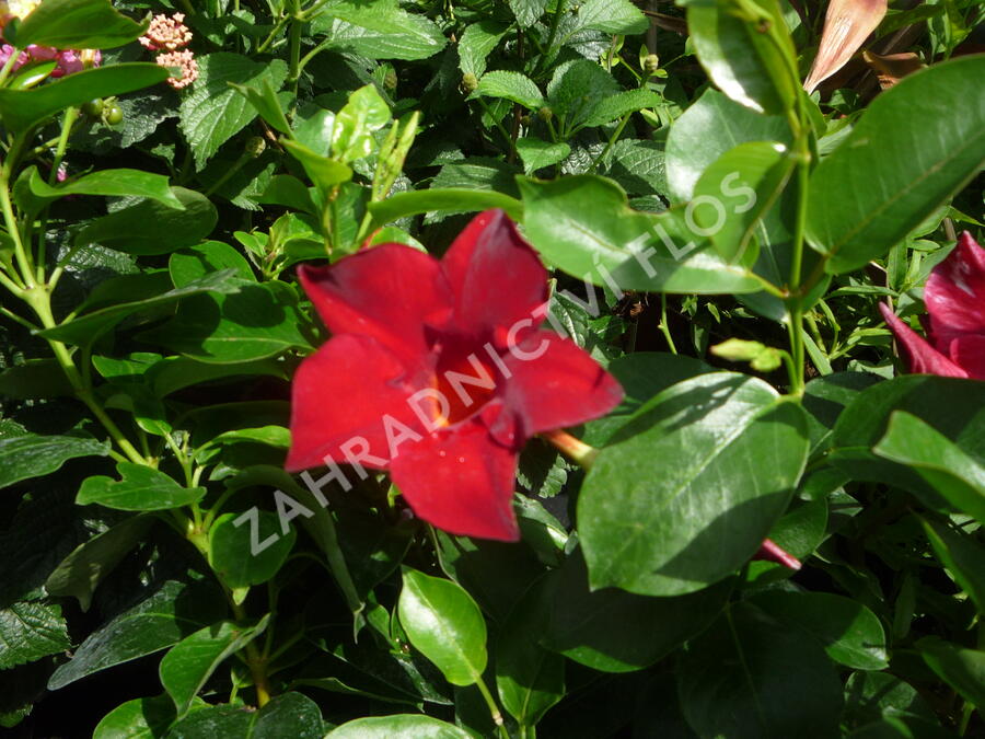 Diplandénie 'Sundaville Classic Red' - Mandevilla sanderi 'Sundaville Classic Red'