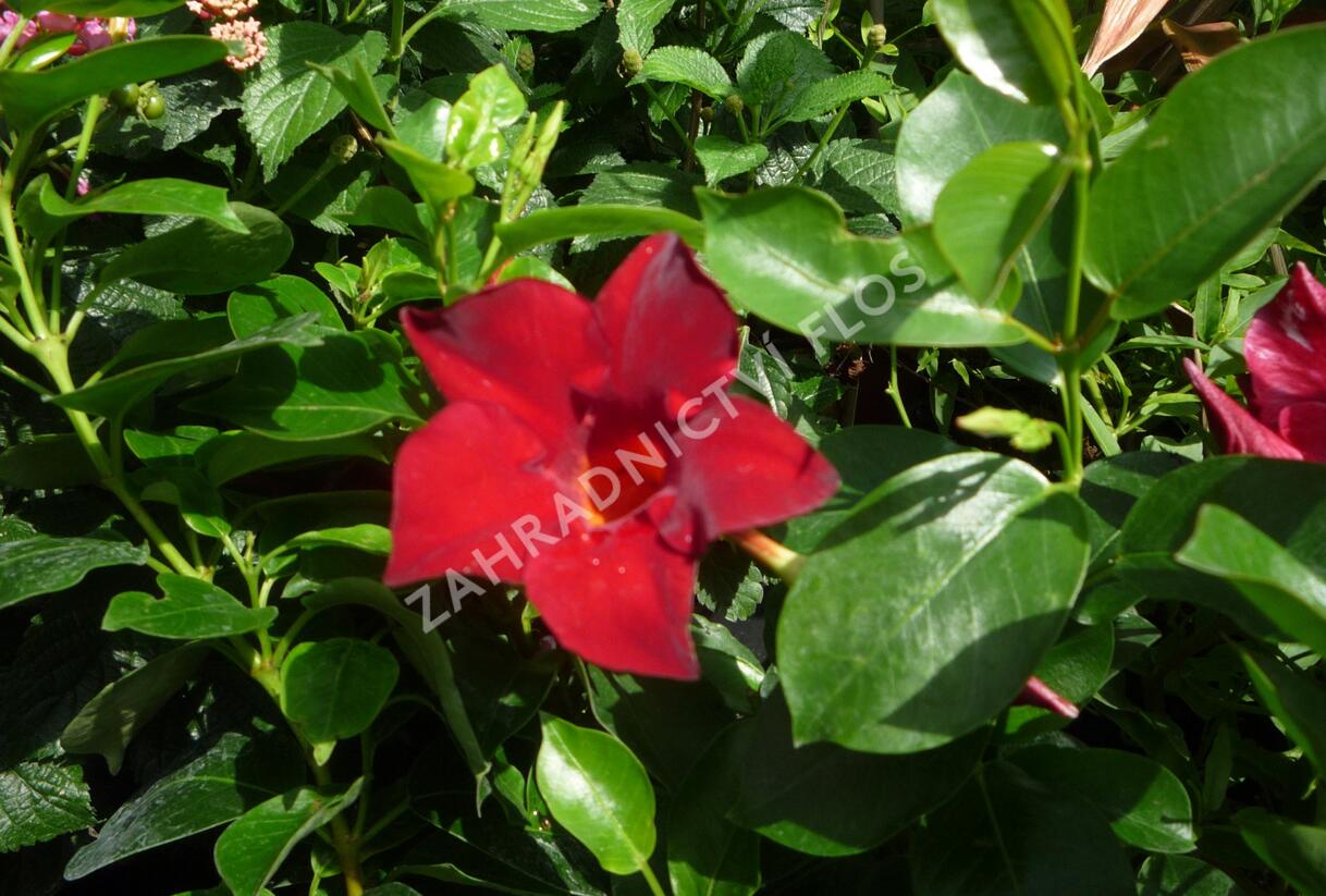 Diplandénie 'Sundaville Classic Red' - Mandevilla sanderi 'Sundaville Classic Red'